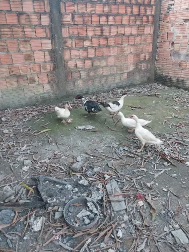 3 casal de pato por 300