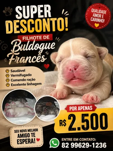 Filhotes de buldogue francês