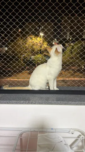 Doa-se gatinha 8 meses