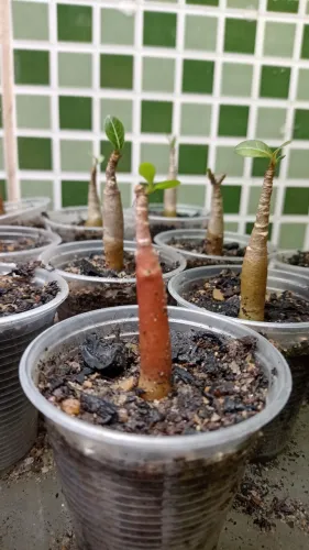 Plantas rosas do deserto arabicum black