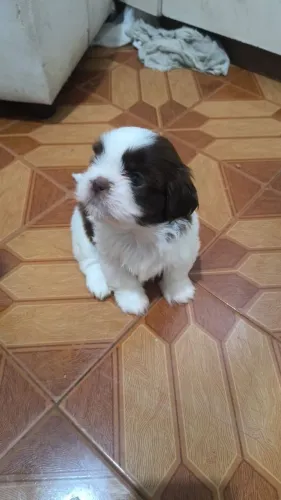 Lindos filhotes de shih tzu