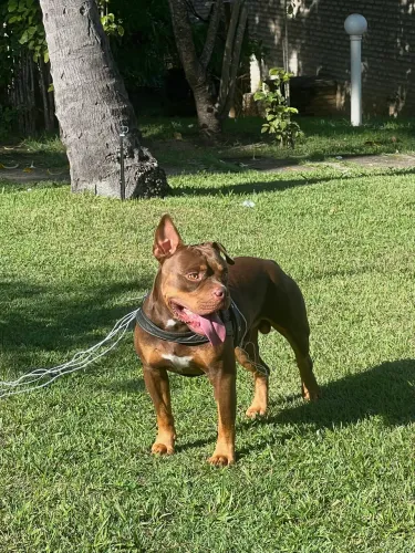 American Bully procura femea