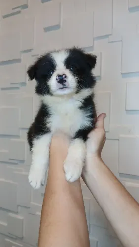 Lindos filhotinhos de border Collie