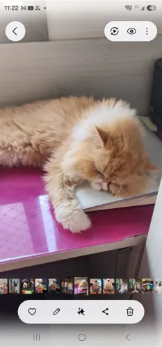 Gata Persa