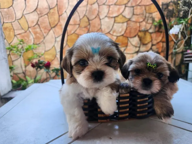 Vendo filhote de Lhasa Apso