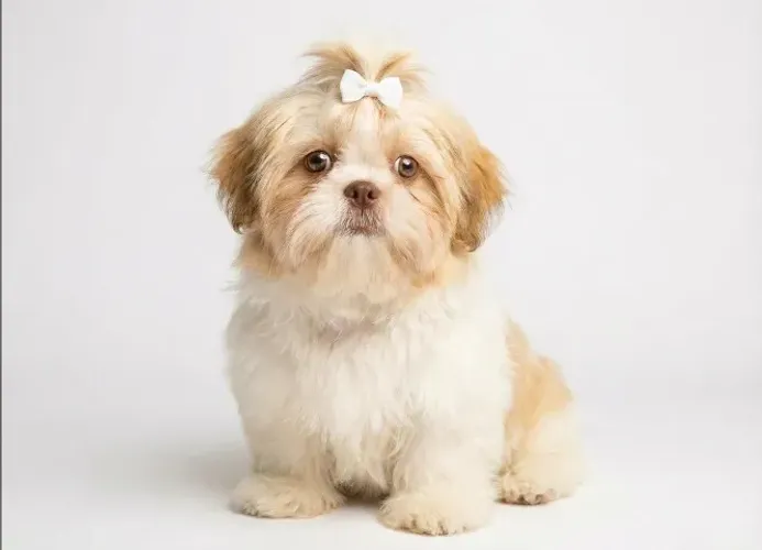 Shih tzu filhote luxuoso e aconchegante
