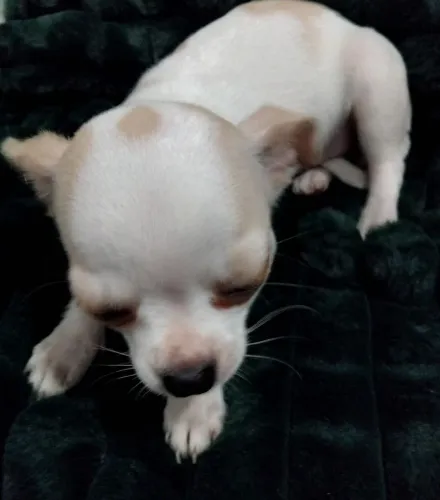 Cachorro Chihuahua