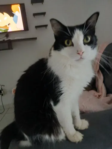 Doação gatos