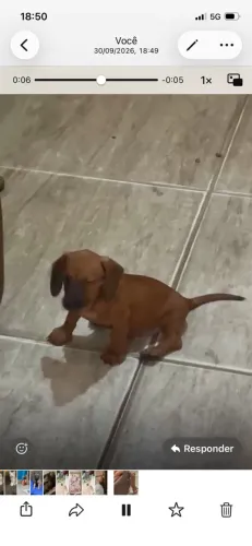 FÊMEA DE DACHSHUND(COFAP,BASET) Vacina e vermífugo em dias