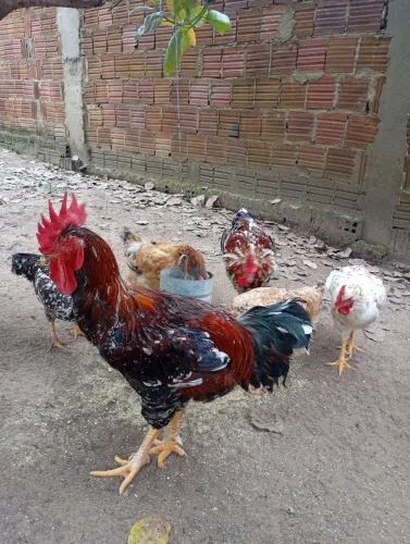Galos e galinhas gsb