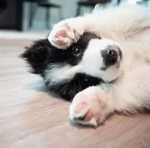 Border collie cachorrinho fofo esperando um novo lar