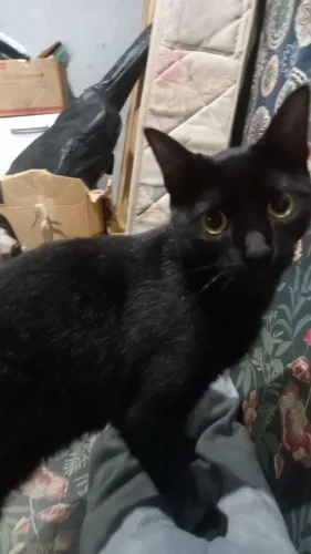 Doa um gato