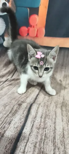 Linda gata fêmea tigrada acinzentada