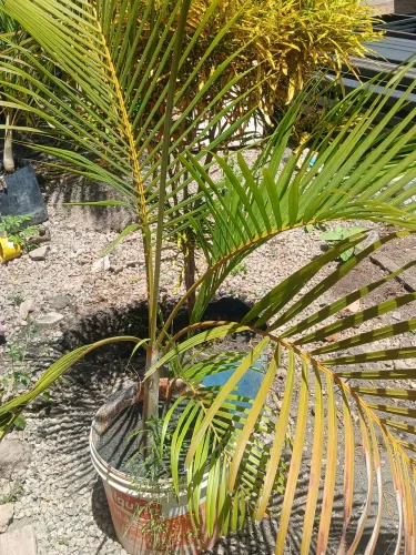 Plantas