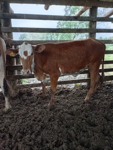 Vacas