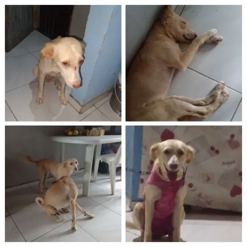Estou doando os dois
