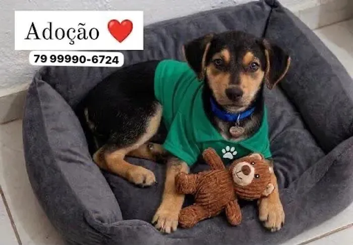 Filhote lindo ?
