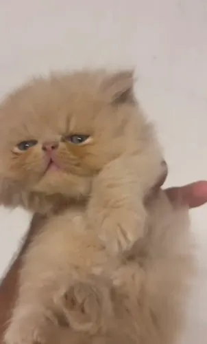Filhote macho persa cor creme $2.100,00para reserva  zap * 