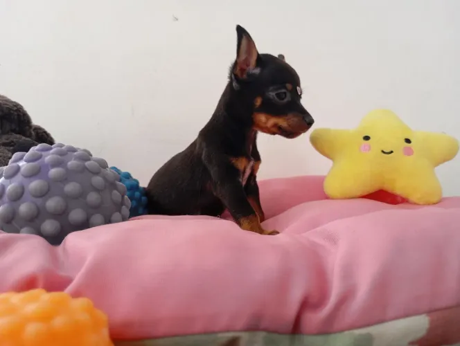  pinscher miniatura cor preto e canela fêminha 