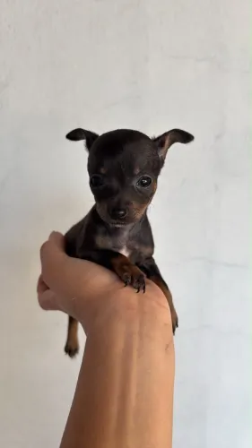 Pinscher Fêmea