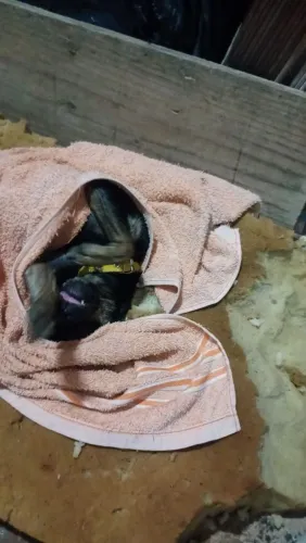Estou doando um cachorro 