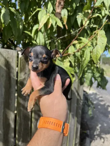 Filhote de Pinscher | Um Grande Companheiro em Pequeno Porte