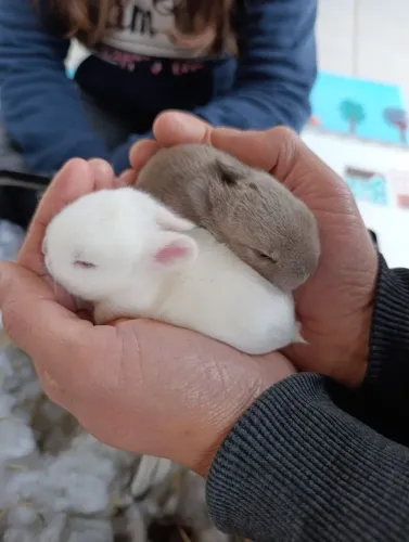 Mini coelhos