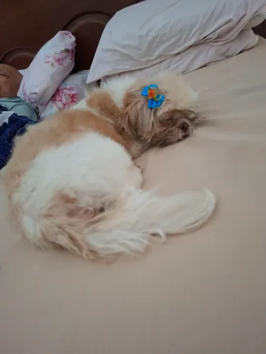 Babá de seus Pets