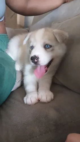 HUSKY SIBERIANO 