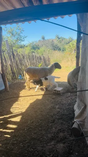 Carneiro e ovelhas