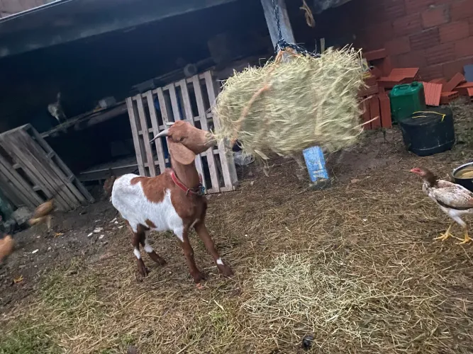 Cabra Boer