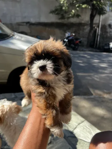 Shih tzu filhote