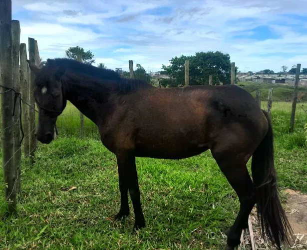 Vende-se égua marcha batida quente de aproximadamente 6 anos 