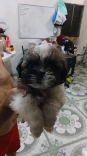 Cachorros shia-tsu 