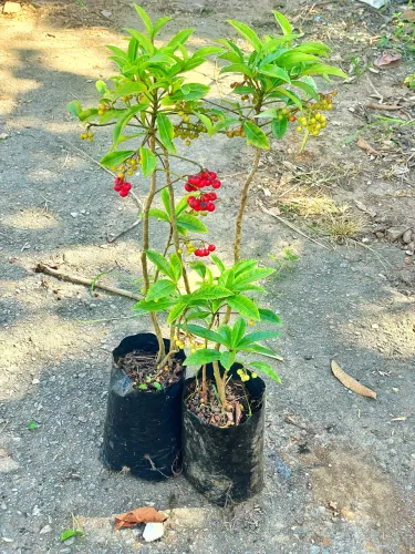 Ardisia Planta