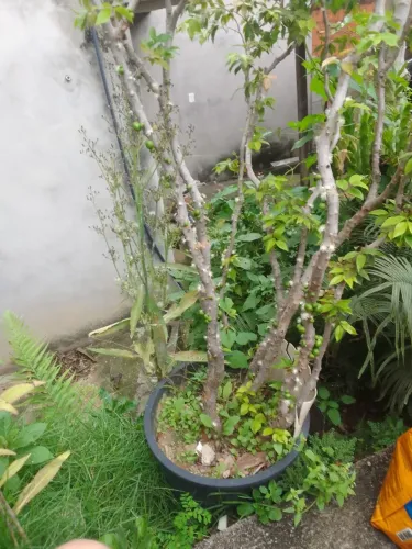 JABUTICABEIRA 13 anos PRODUZINDO ANO TODO TENHO DUAS 1000 EM CADA UMA