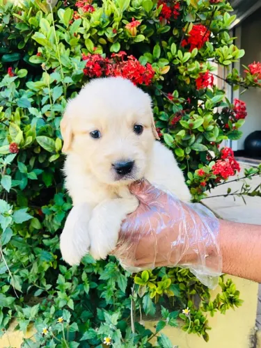 Golden Retriever | O Companheiro Ideal Para Sua Família