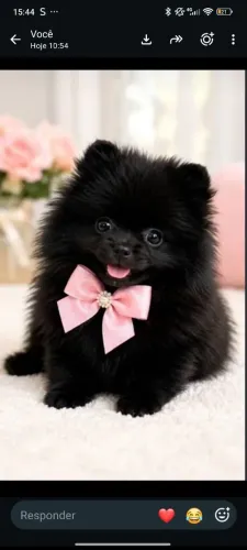 Lulu da pomerania anão 