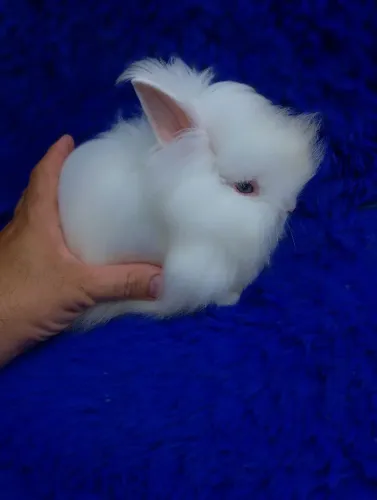 Anão Teddy (o segundo menor coelho do mundo)