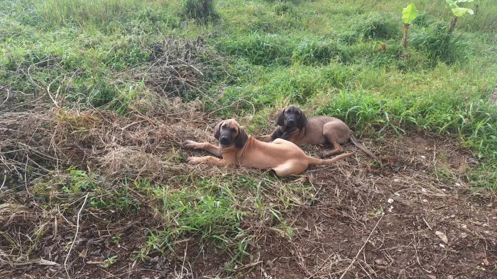 Filhotes de fila brasileiro puro