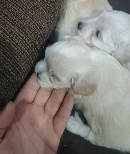 Vendo casal de poodle