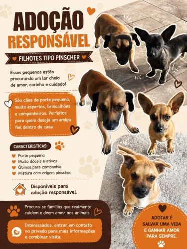 Doação de cães 