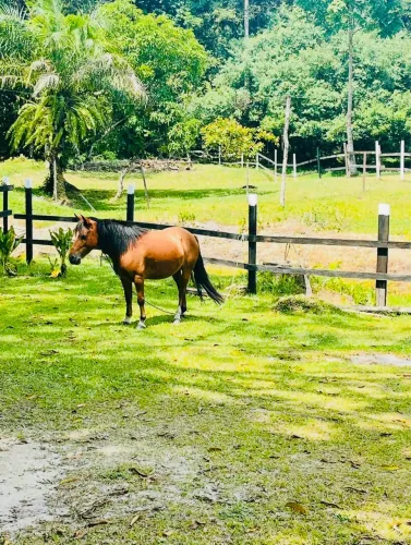 Vende se 2 cavalos porte pequeno