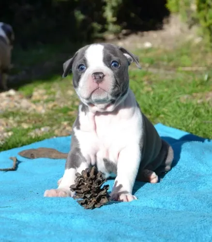 Pitbull - Um Visual Que Conquista Admiradores 