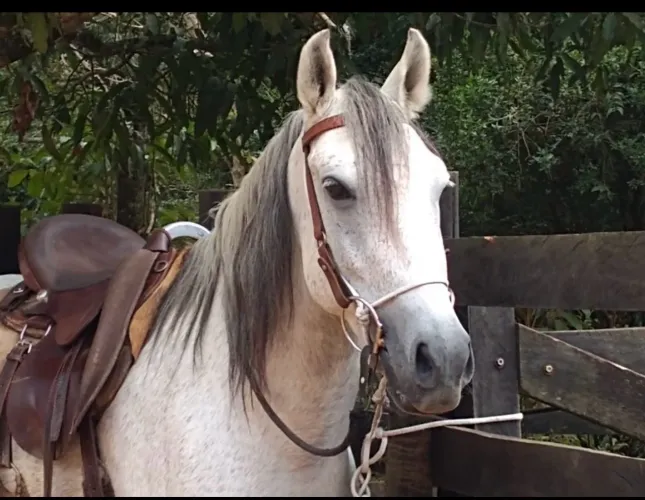 Cavalo Mangalarga Marchador