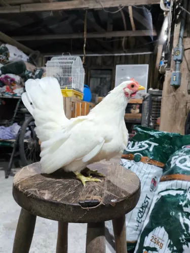 Galinha Nagasaki em postura