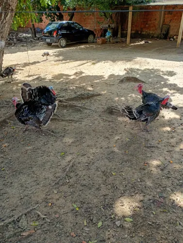 Perú macho 