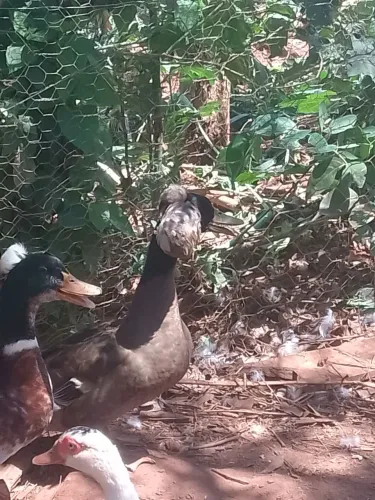 Vendo marreco pompom adulto