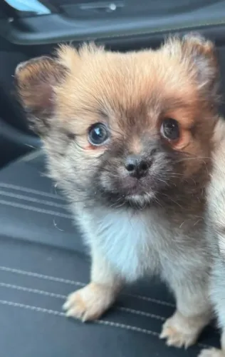 Mini cachorrinho
