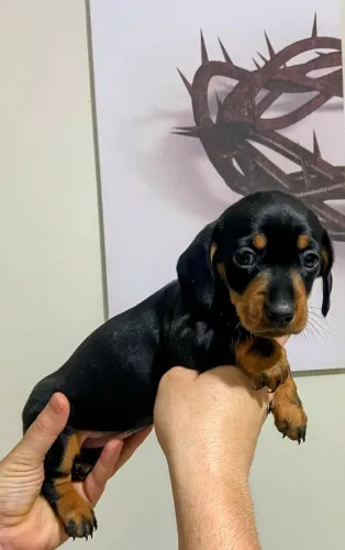 Dachshund (salsicha) Femea